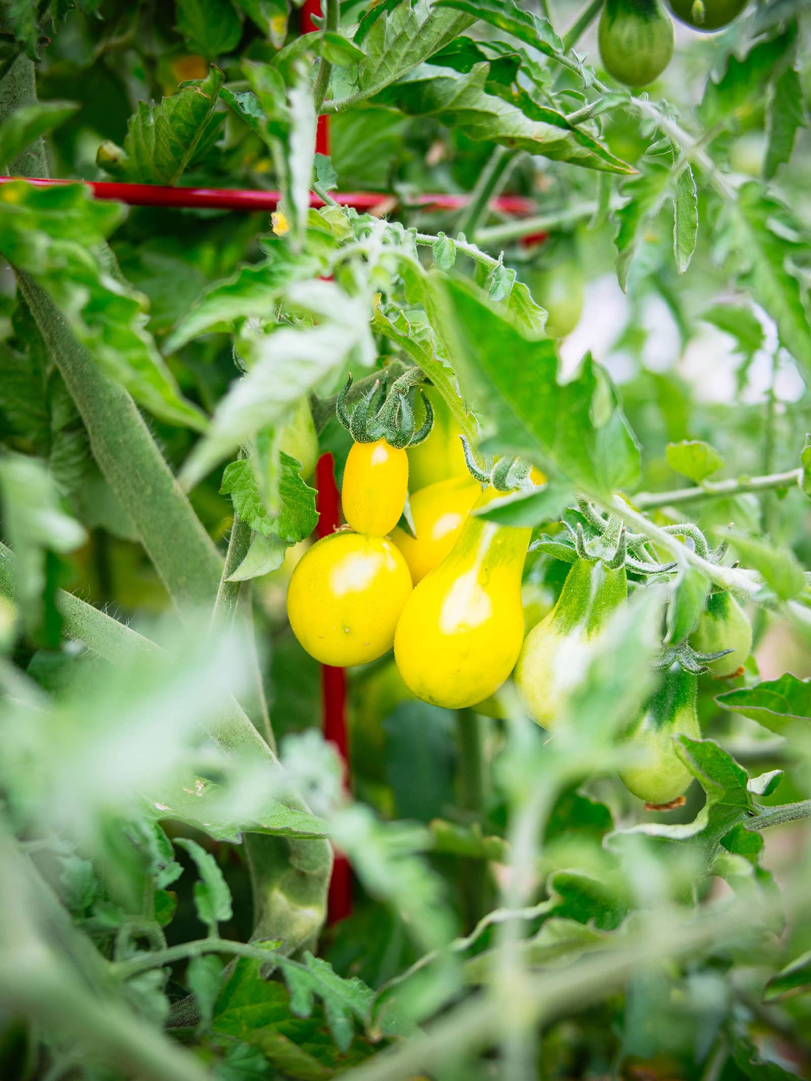 31 Heat Set Tomato Varieties for Hot Climates