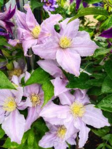5 Best Companion Plants for Clematis