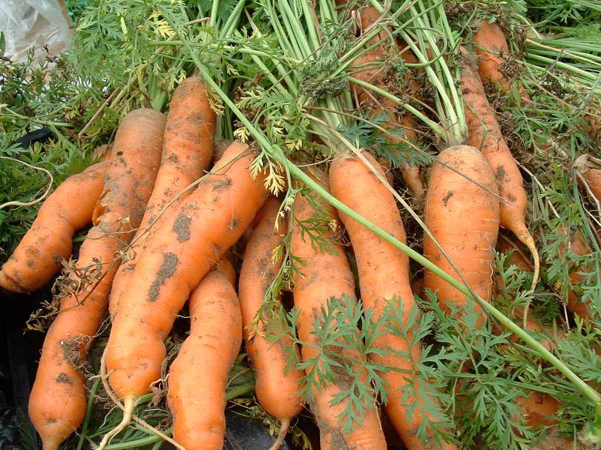 5 Easy Ways to Store Carrots from the Garden