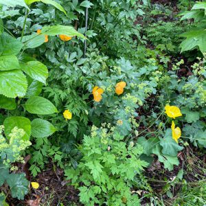 A well-behaved self-immersed plant for the northeast