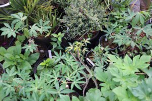 Big Rare Plant Sale: Saturday, July 19th, at Poppy's Antique Mall and Flea Market