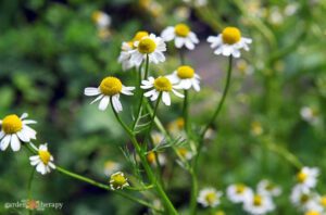 Chamomile Herb Guide: Cultivation and Harvesting Chamomile Flowers