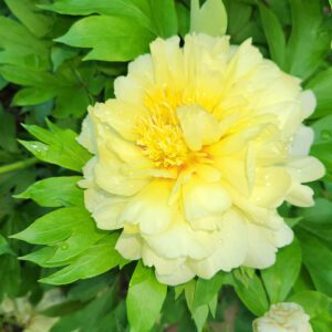Early summer at Maxine's New York Garden, Part 2