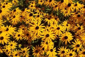 Enhance your presence with this satisfaction meditation