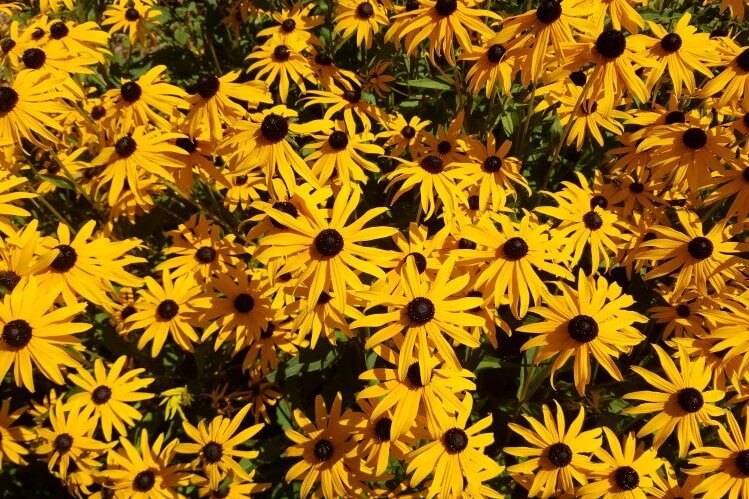 Enhance your presence with this satisfaction meditation