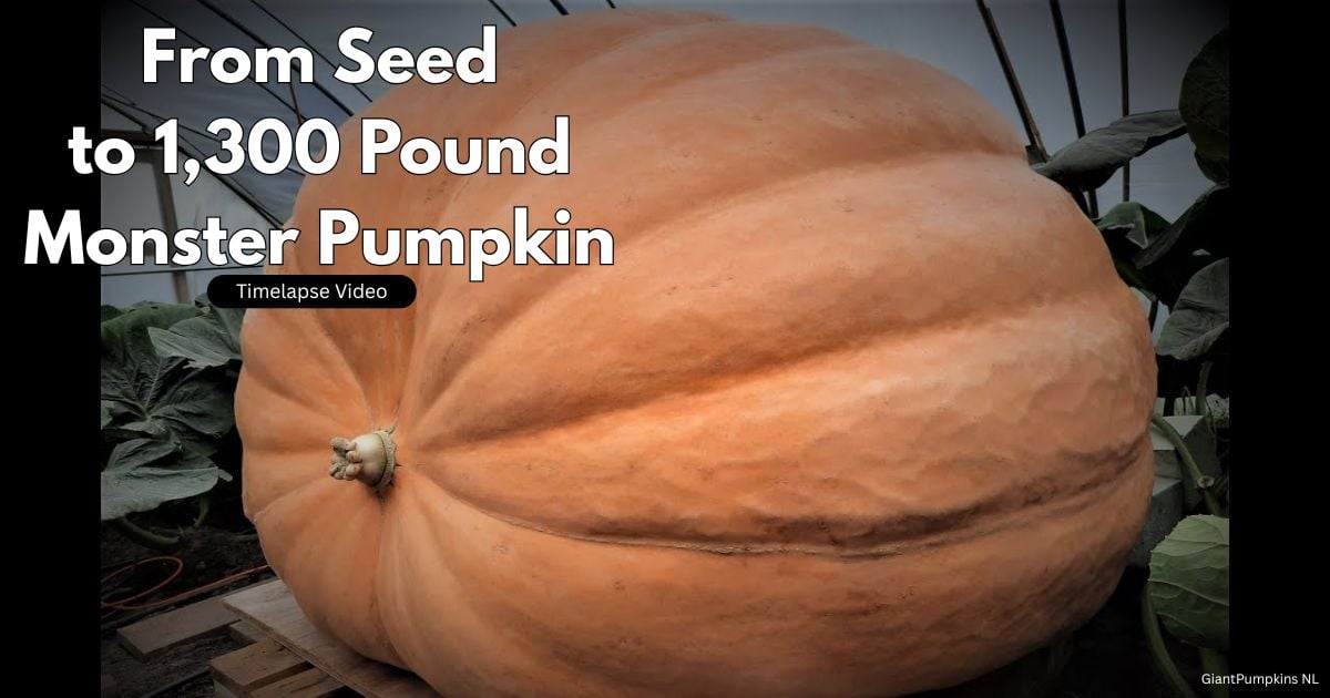 From seeds to 1,300 pound giants: 5 secrets for monster pumpkins