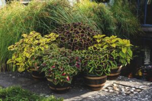 How to Choose the Best Pot for Container Gardening