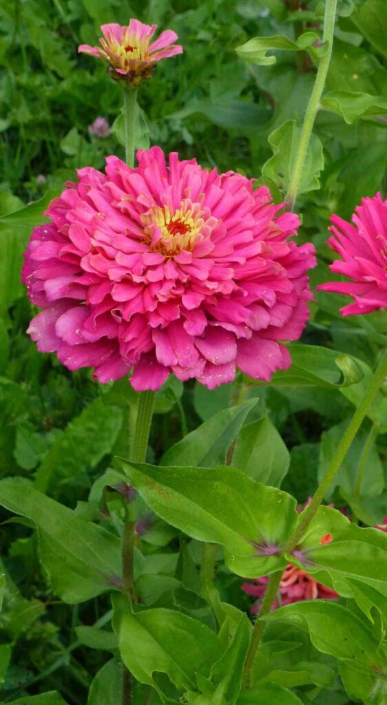 How to Fertilize Zinnias - DIY Homemade Fertilizer