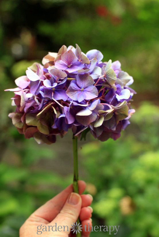 How to dry and preserve hydrangea flowers