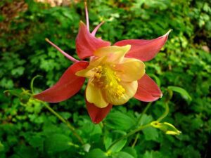 How to grow and care for Columbine plants?