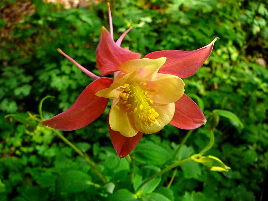 How to grow and care for Columbine plants?