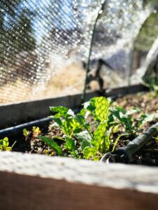 How to plant an autumn garden in the summer heat