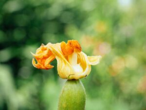 How to pollinate squash by hand (and your plants have lots of flowers, but no fruit)