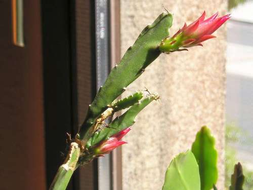 How to propagate orchid cacti?