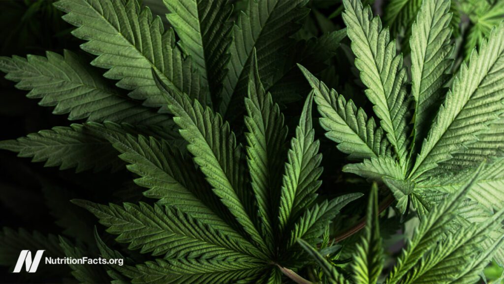 IBD and cannabis