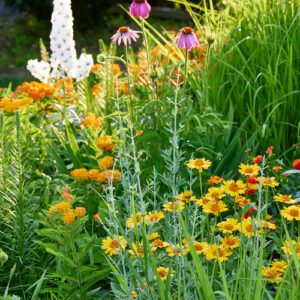 Jack's June will bloom in Iowa
