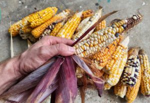 Landrace Corn Experiment 2025 Update