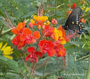 Natural gardener blooming butterfly garden