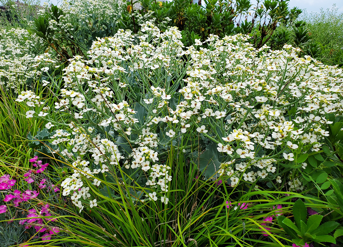 Sea kale: A splendid and decorative Victorian vegetables