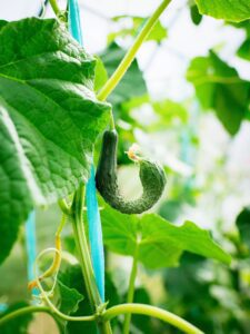 Seven common plant problems caused by excessive heat