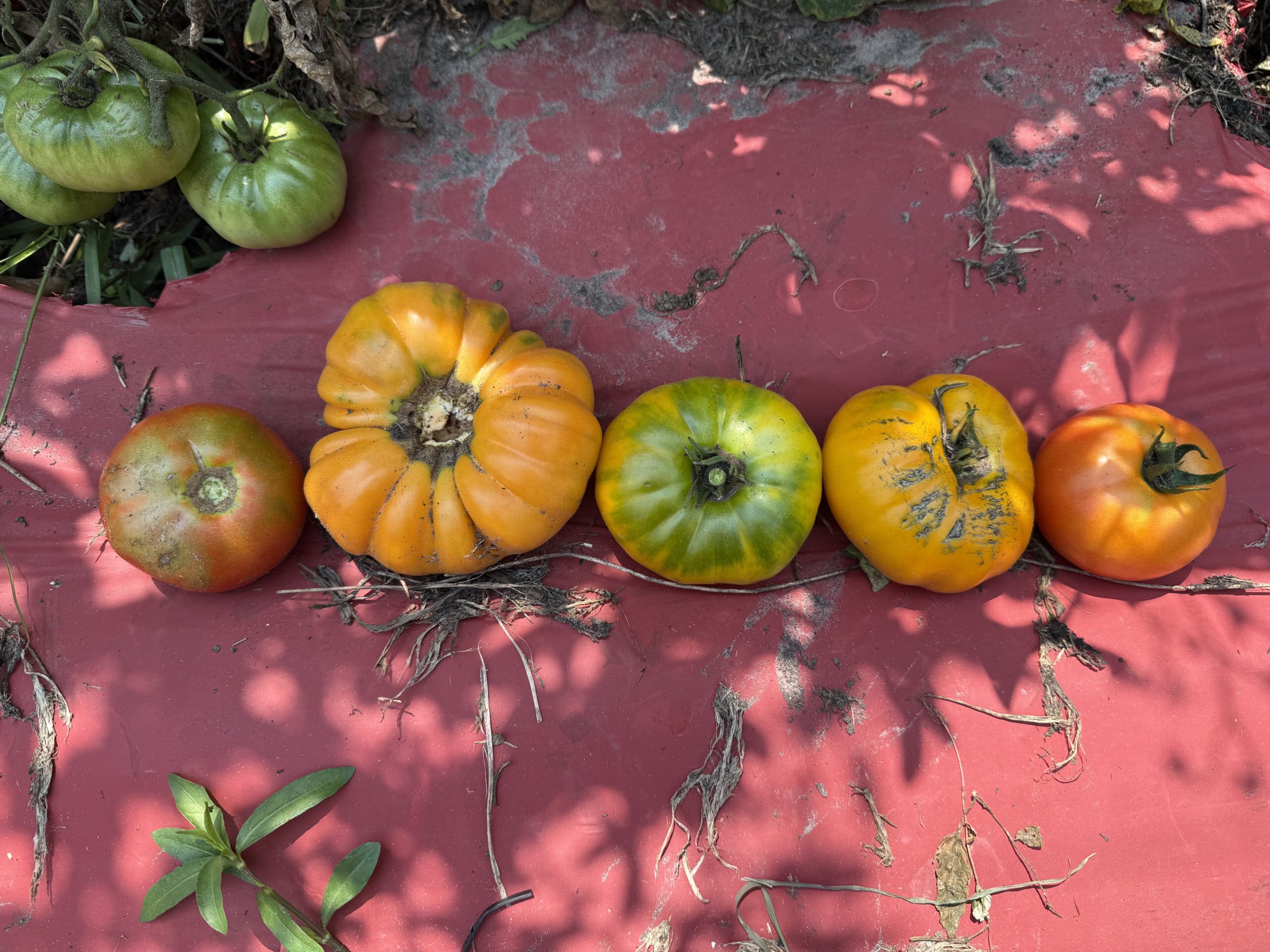 Smart Gardening: How Gardens Help Diagnose Tomato Plant Problems