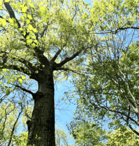 What is the intention behind your intentions?