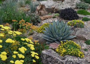 Xeric Gardens of Ryan Harter Flowers in Colorado, Part 1