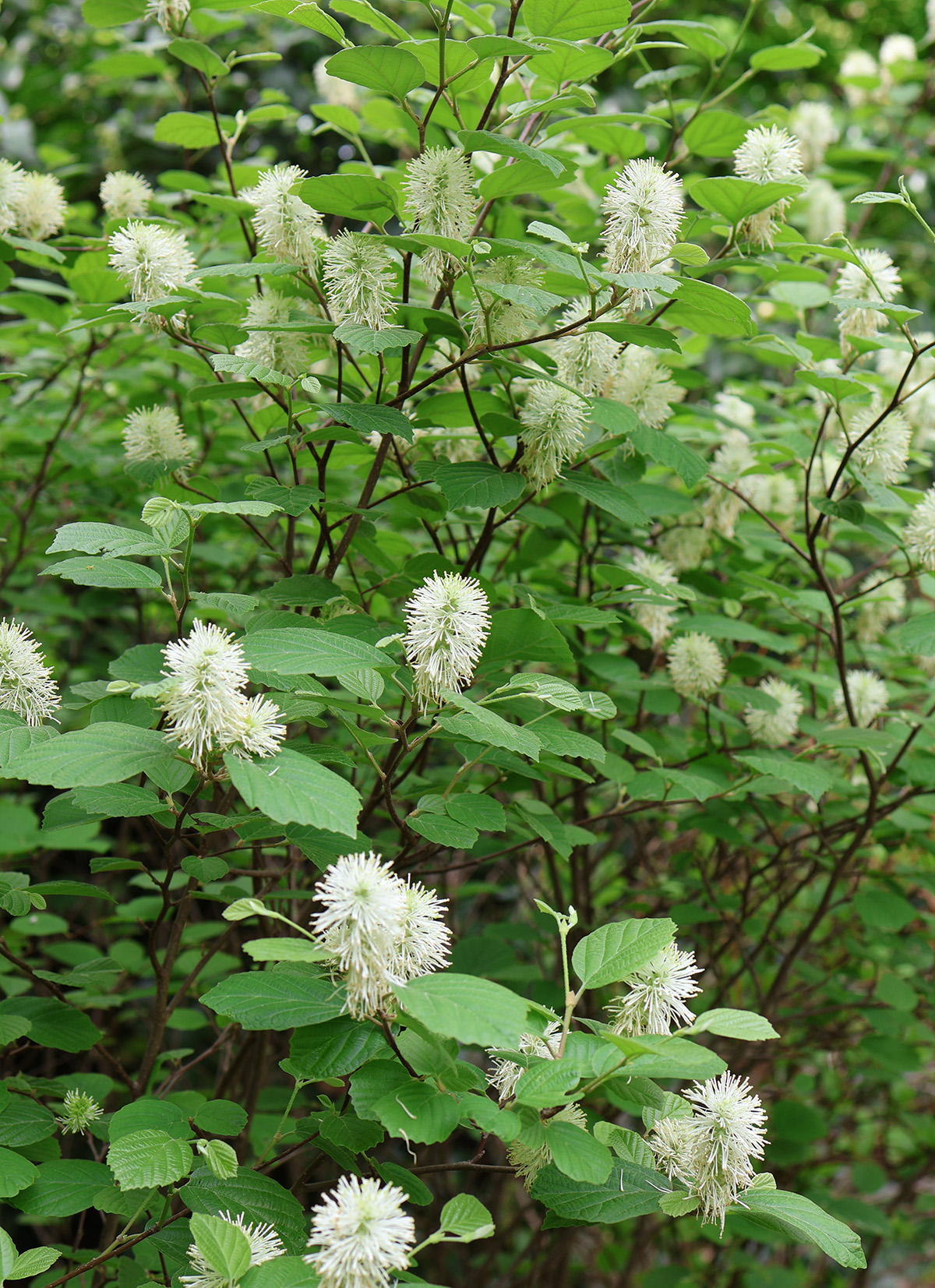 13 Favorites: Native shrubs that don't care about the shade