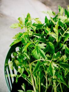 7 Delicious Ways to Use Tomato Leaves in the Kitchen