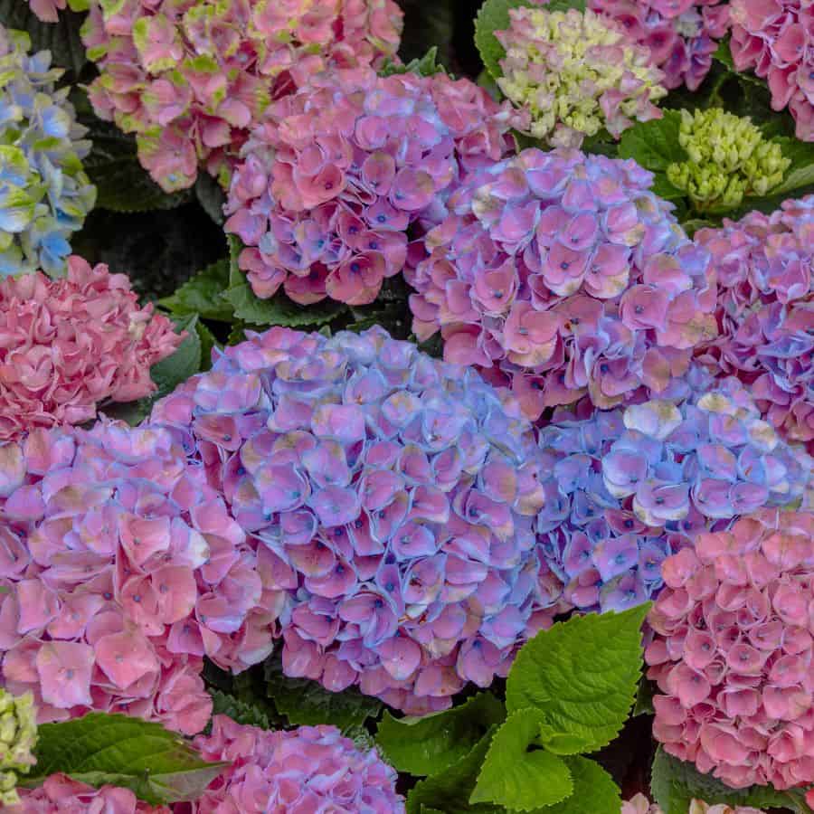 7 Hydrangea Fertilizer to Kill Summer Flowers
