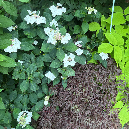 Cara's late June flowers and leaves