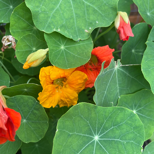 Connecticut vegetable garden flowers