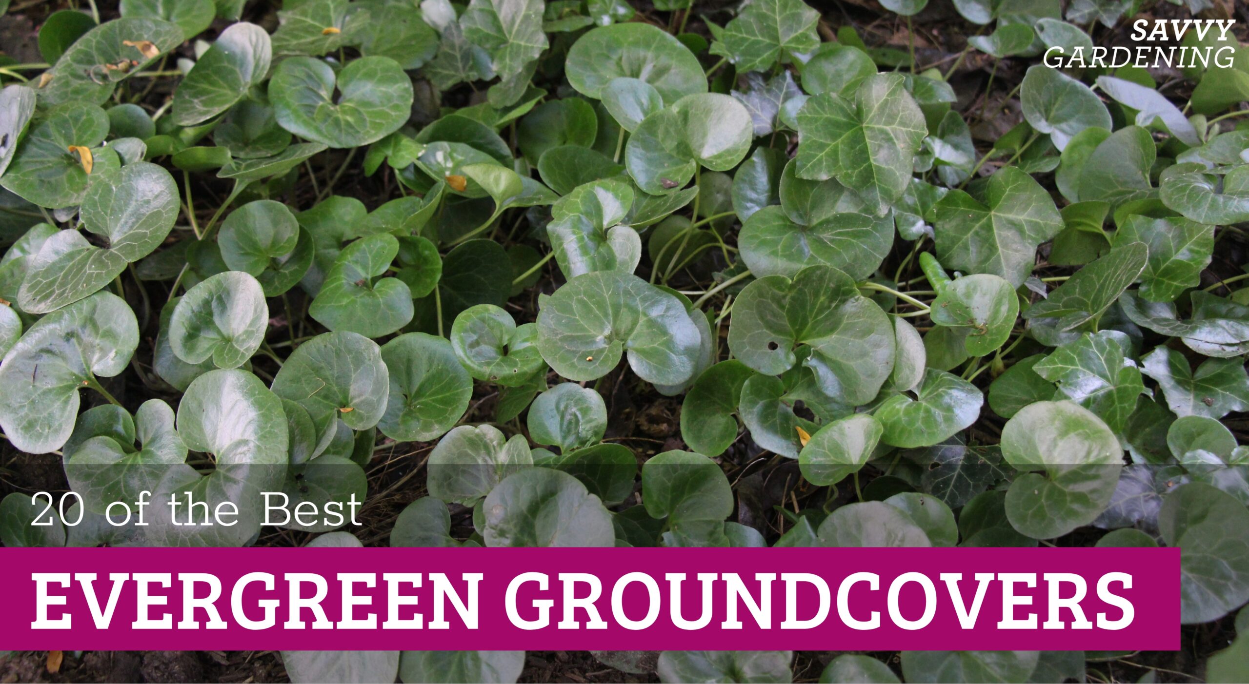 Evergreen GroundCover Plants: 20 Choices for Earnings
