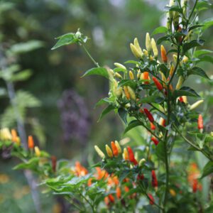 Florida Panhandle Gardening is... not