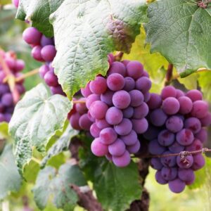 From seeds to SIP: 6 steps to growing grapes in containers (anyone can do it!)