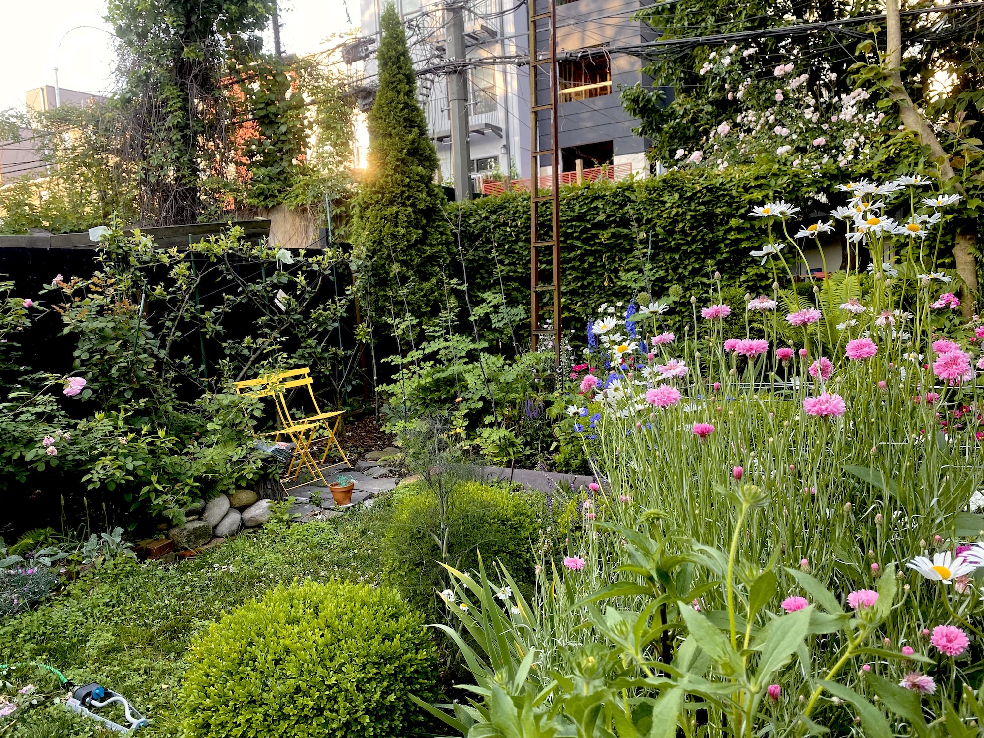 Front and back: Few fences and more flowers in Melissa Goldstein's Brooklyn backyard