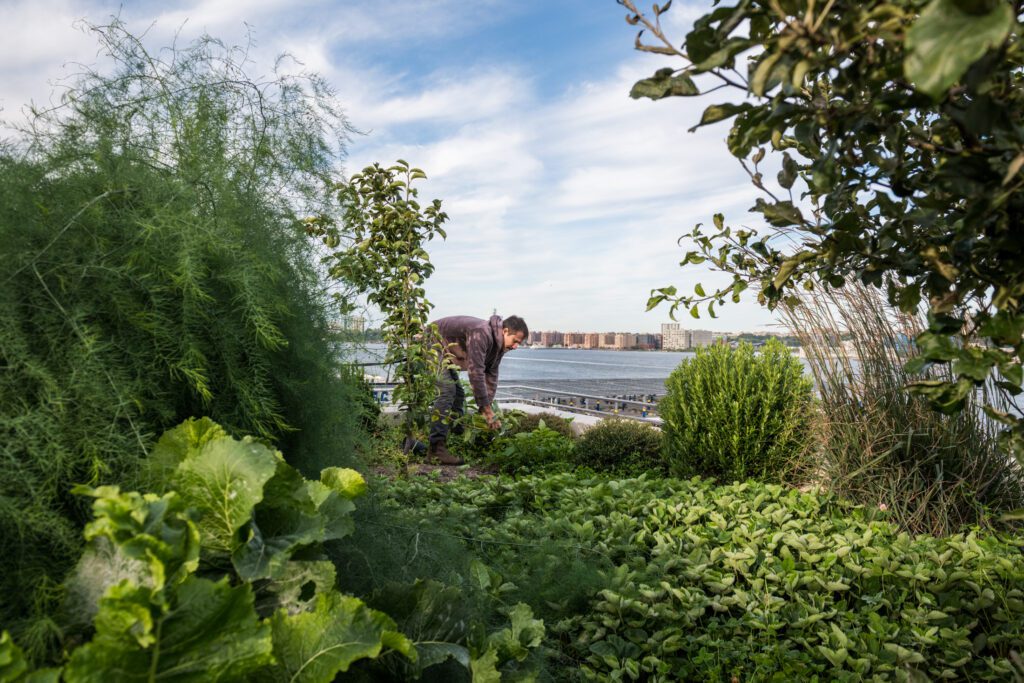 Garden decoder: What is "green fertilizer"?