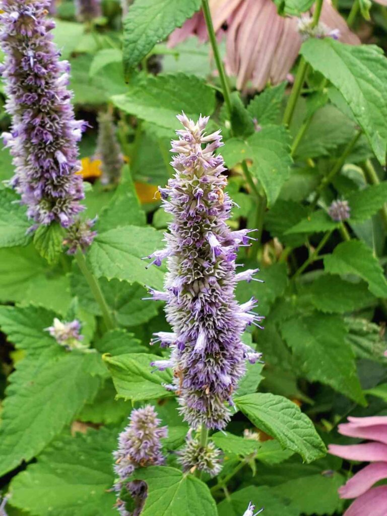 How can I grow and care for Anise Hyssop?