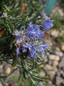 How to Dry Rosemary Leaves - 4 Different Ways