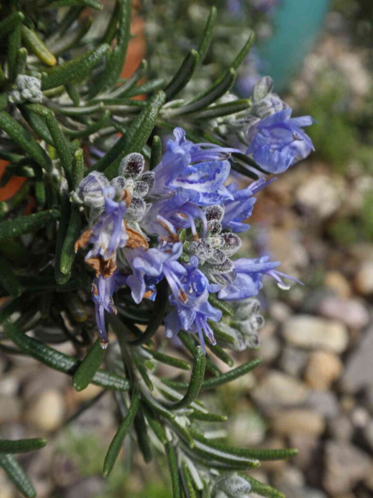 How to Dry Rosemary Leaves - 4 Different Ways