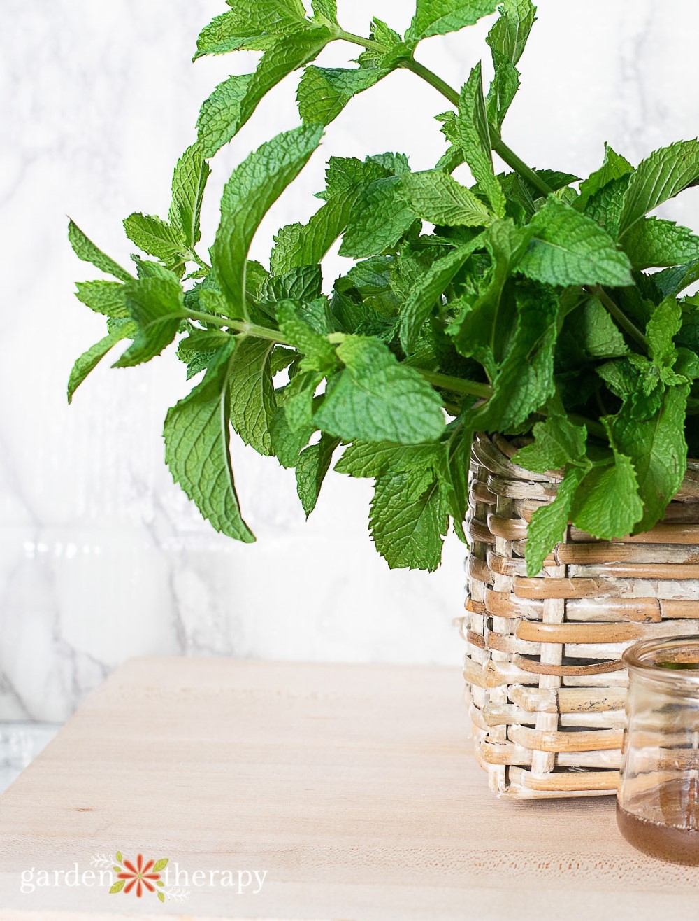 How to grow mint for refreshing greenery
