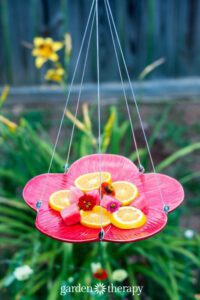 How to make a butterfly feeder