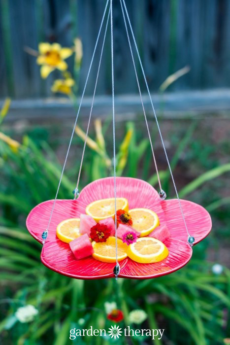 How to make a butterfly feeder
