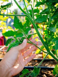 How to prune tomato plants for maximum production (and why I don't remove suckers)