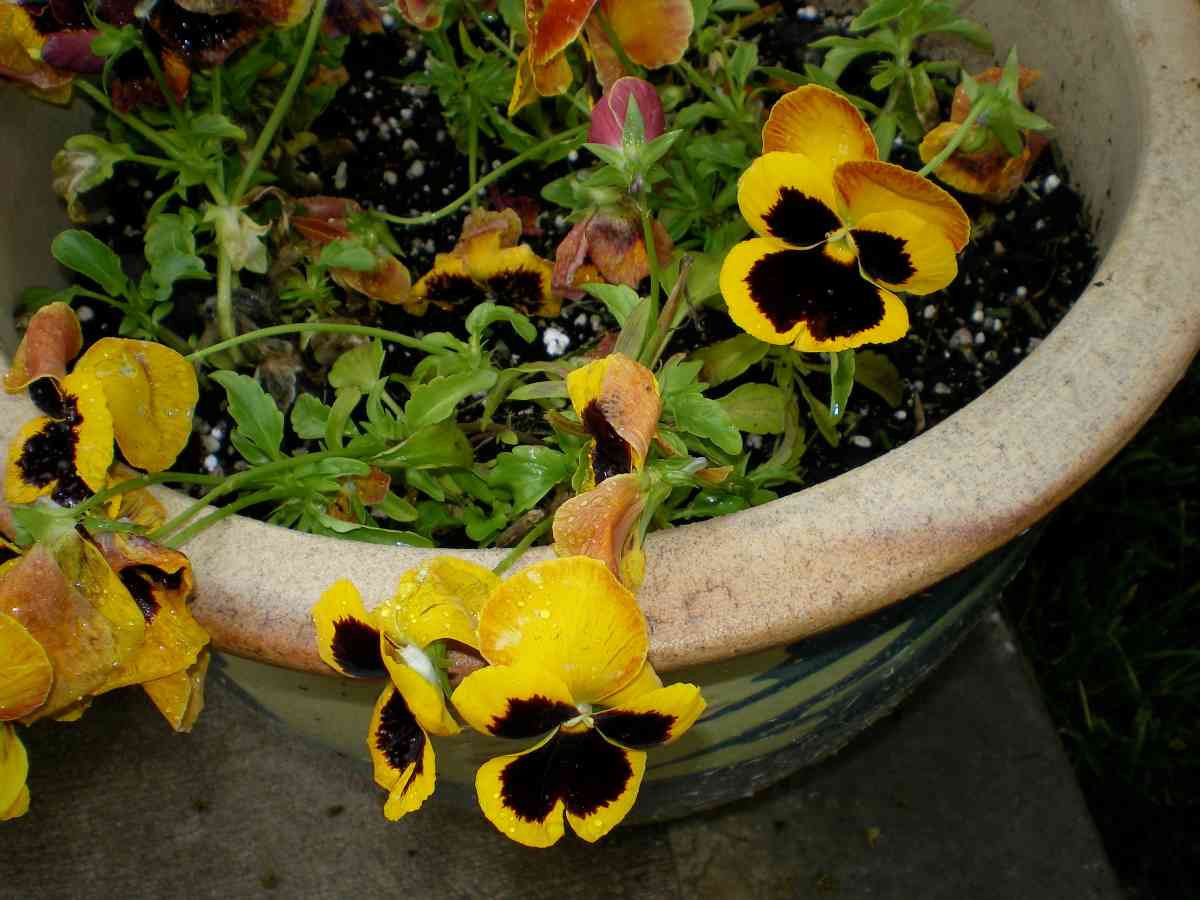 How to take care of pansies in a pot?