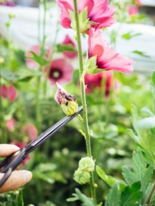 How to tweet flowers for big flowers this summer