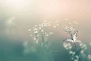 Intentional meditation script for self-compassion