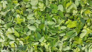 Is moringa the most nutritious food?