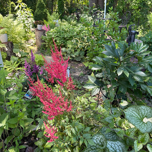 Maxine's Midsummer Garden, Part 2