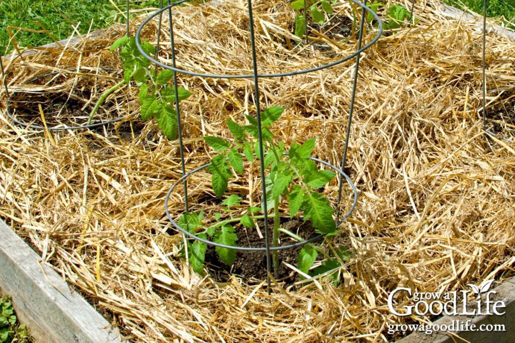 Straws and mulching: an easy way to reduce weeds and create healthier soil